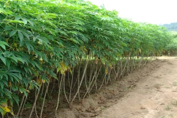 ”Cost Breakdown (Capital and Profit Estimate) in Cassava Farming in Nigeri