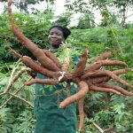 ”Why You Must Leave Land to Mature Before Planting Cassava Again for Maximum Yield”