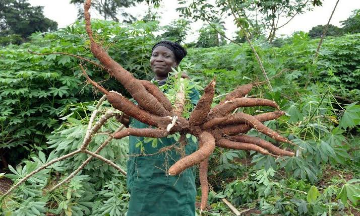 ”Why You Must Leave Land to Mature Before Planting Cassava Again for Maximum Yield”