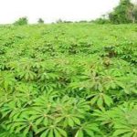 ”Why Cassava Planting Differs Across Different States in Nigeria”