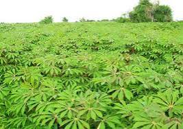 ”Why Cassava Planting Differs Across Different States in Nigeria”