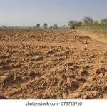 ”Land Preparation for Cassava Farming: A Complete Guide for Young Farmers in Nigeria”