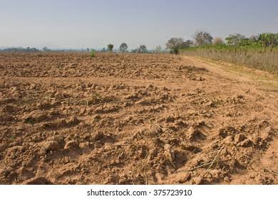 ”Land Preparation for Cassava Farming: A Complete Guide for Young Farmers in Nigeria”
