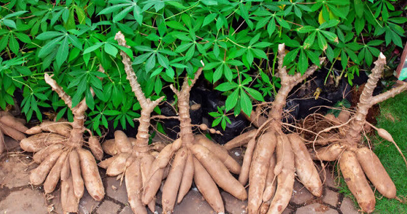 ”Choosing the Right Location for Cassava Farming in Nigeria – A Smart Move for Young Farmers”