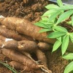”High-Yielding and Disease-Resistant Cassava Varieties Recommended by IITA for Nigerian Farmers”