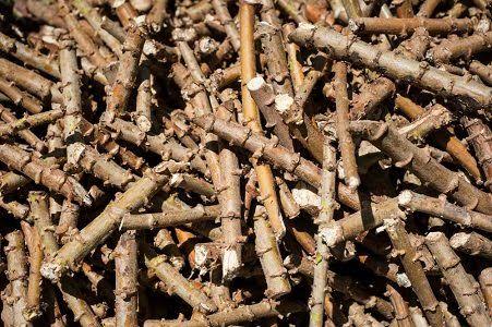 ”Using Healthy Cassava Stems (Cuttings) for Planting: A Guide for Young Cassava Farmers in Nigeria”