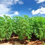 ”Cassava Needs Nutrients to Grow Well: Essential Guide for Young Cassava Farmers in Nigeria”