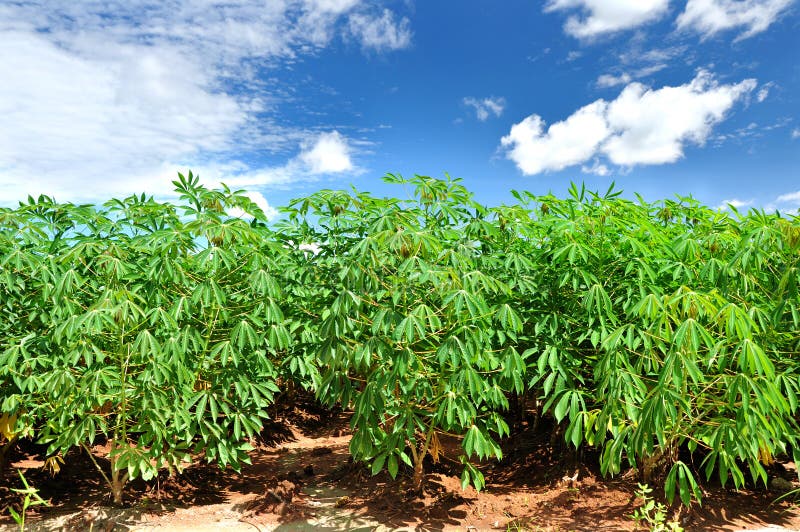 ”Cassava Needs Nutrients to Grow Well: Essential Guide for Young Cassava Farmers in Nigeria”