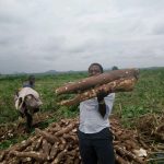 ”Cassava Harvesting Guide in Nigeria: When and How to Harvest for Maximum Yield”
