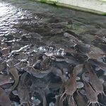 ”How to Start Up a Catfish Farming Business and Become Established Within a Year”
