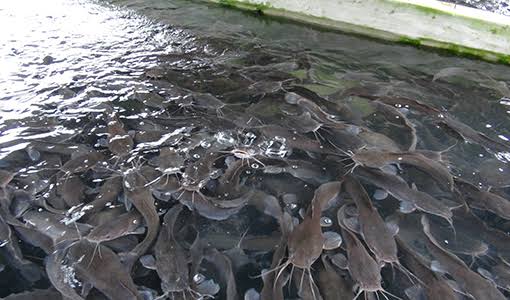 ”How to Start Up a Catfish Farming Business and Become Established Within a Year”