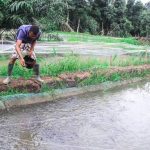 ”Pond Management in Catfish Farming: Complete Guide for Young Catfish Farmers”