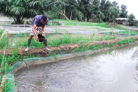 ”Pond Management in Catfish Farming: Complete Guide for Young Catfish Farmers”