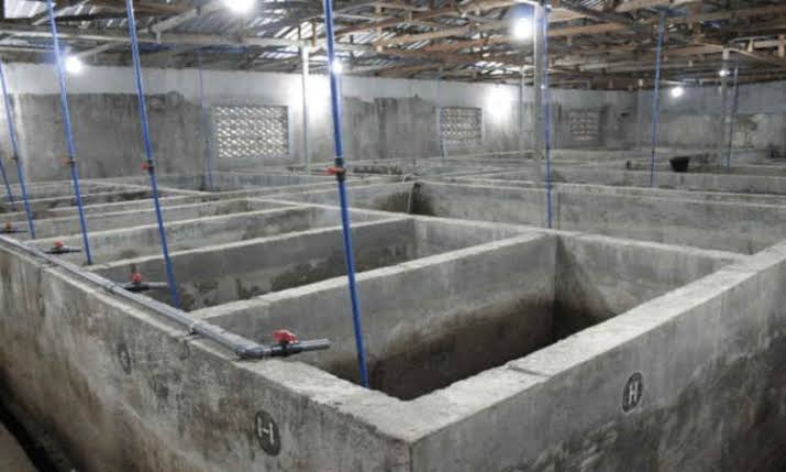 ”How to Prepare a Fish Pond: A Complete Guide for Farmers”