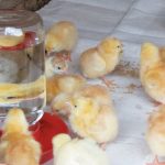 ”What Does Sugar Water Do for Baby Chicks? A Poultry Owner’s Guide”