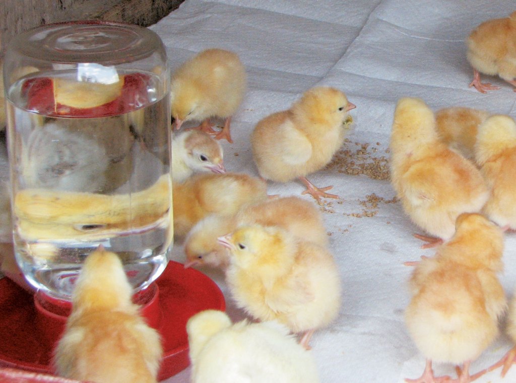 ”What Does Sugar Water Do for Baby Chicks? A Poultry Owner’s Guide”