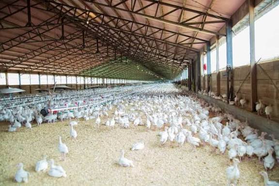 ”How to Start a Poultry Farm and Excel Perfectly: A Complete Guide for Farmers”
