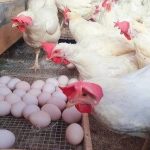 ”Chicken Farming for Eggs: A Complete Guide for Young Poultry Farmers”