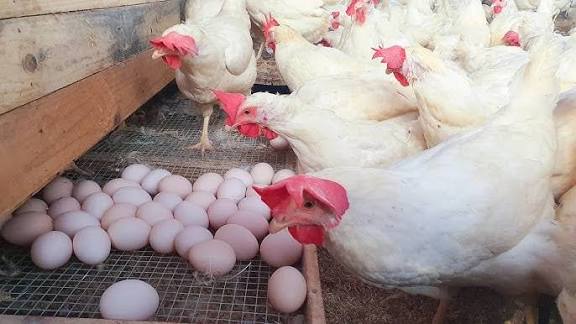 ”Chicken Farming for Eggs: A Complete Guide for Young Poultry Farmers”