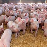 ”How Much Is Needed to Start Pig Farming in Nigeria (2025 Guide for Young Farmers)”