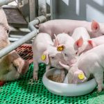 ”Best Type of Food to Give Piglets – Complete Feeding Guide for Young Pig Farmers