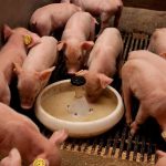 ”Piglet Nutrition: A Complete Guide for Young Pig Farmers”