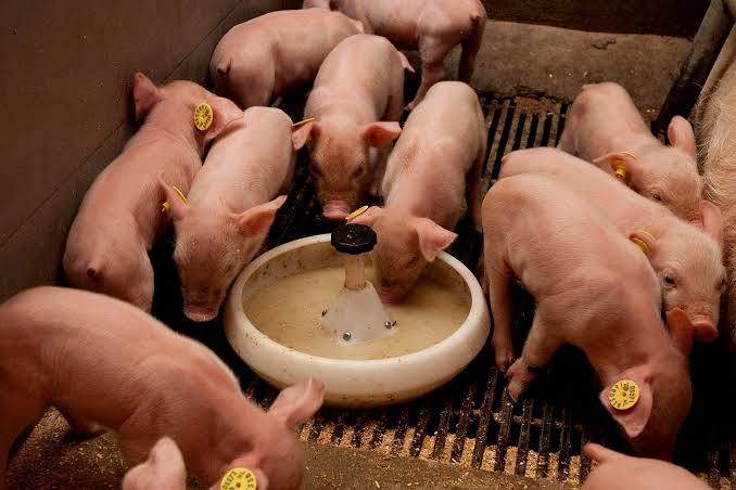 ”Piglet Nutrition: A Complete Guide for Young Pig Farmers”