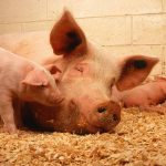 ”Homemade Feed Ingredients to Add to Pig Food and Reduce Cost in Nigeria”