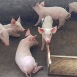 ”Why You Must Separate Piglets from Adult Pigs – A Complete Guide for Young Farmers”
