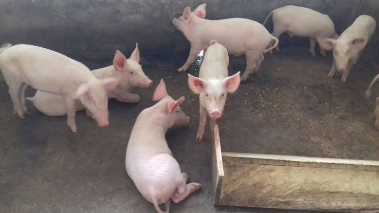 ”Why You Must Separate Piglets from Adult Pigs – A Complete Guide for Young Farmers”