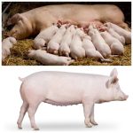 “How Pig Rearing Can Become a Financial Breakthrough for Young Farmers”