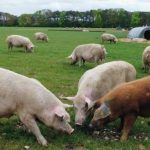 “Clean Environment, Healthy Pigs: The Secret to Successful Pig Farming for Young Farmers”