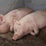 “Understanding the 3-3-3 Rule in Pig Farming for Better Productivity and Healthy Piglets”
