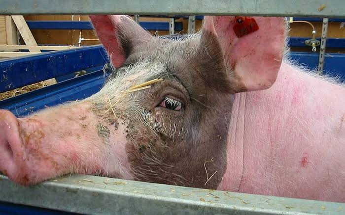 “Early Pregnancy in Pigs: Signs, Care, and Expected Number of Piglets”