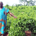 “How to Plant Yam in Nigeria for High Yield: Step-by-Step Guide for Young Farmers”