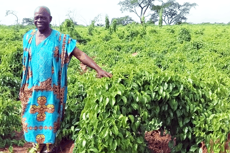 “How to Plant Yam in Nigeria for High Yield: Step-by-Step Guide for Young Farmers”