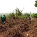 “Yam Farming in Nigeria: Best Land Preparation Practices for Beginners”
