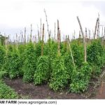 ”Best Soil for Yam Cultivation in Nigeria: How Young Farmers Can Achieve High Yield”