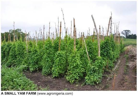 ”Best Soil for Yam Cultivation in Nigeria: How Young Farmers Can Achieve High Yield”