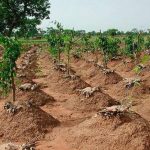 ”Why Covering Yam Ridges with Leaves After Planting Boosts Growth and Yield”