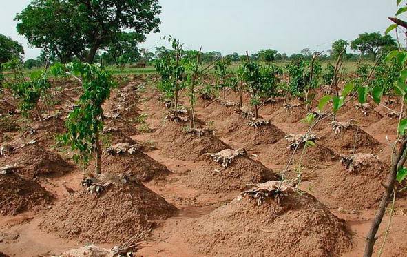 ”Why Covering Yam Ridges with Leaves After Planting Boosts Growth and Yield”
