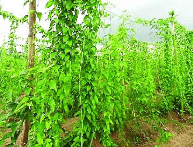 ”How Proper Yam Staking Boosts Yield and Quality: Expert Guide for Young Yam Farmers in Nigeria”