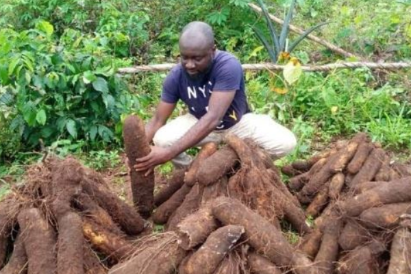 ”Yam Farming in Nigeria: A Profitable Path to Financial Independence”
