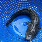 ”How Long Does It Take Catfish to Reach 1kg? Complete Growth Guide for Nigerian Fish Farmers”