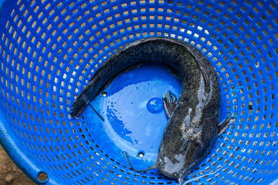 ”How Long Does It Take Catfish to Reach 1kg? Complete Growth Guide for Nigerian Fish Farmers”