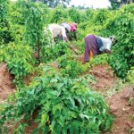 ”Yam Farming Tips: The Right Time to Clear Your Farm for Better Harvest”