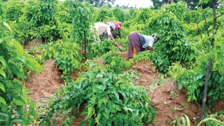 ”Yam Farming Tips: The Right Time to Clear Your Farm for Better Harvest”