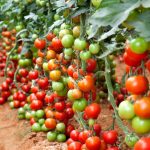 “Tomato Farming in Nigeria: Essential Tips Every Young Farmer Should Know Before Starting”