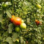 ”High-Yield Tomato Varieties Suitable for Nigerian Climate”