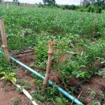”Tomato Farming in Nigeria: Best Planting Season Explained”